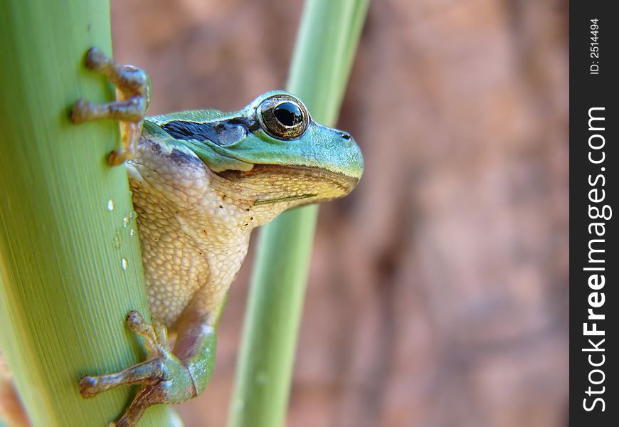 A tree frog on a reed