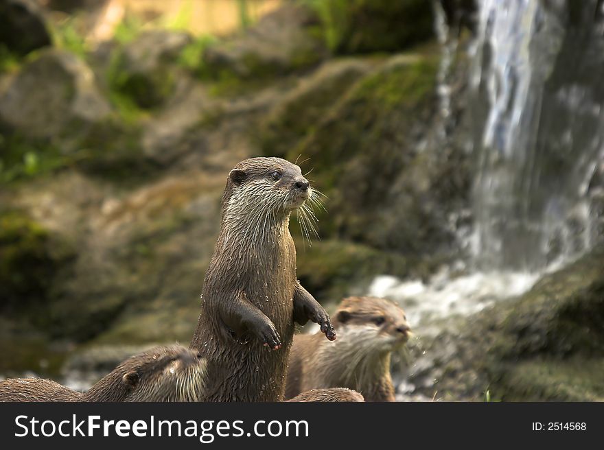 The Eurasian otter is one of the sad casualties of the 20th century with populations declining by 95% in certain parts of England and Wales. The Eurasian otter is one of the sad casualties of the 20th century with populations declining by 95% in certain parts of England and Wales.