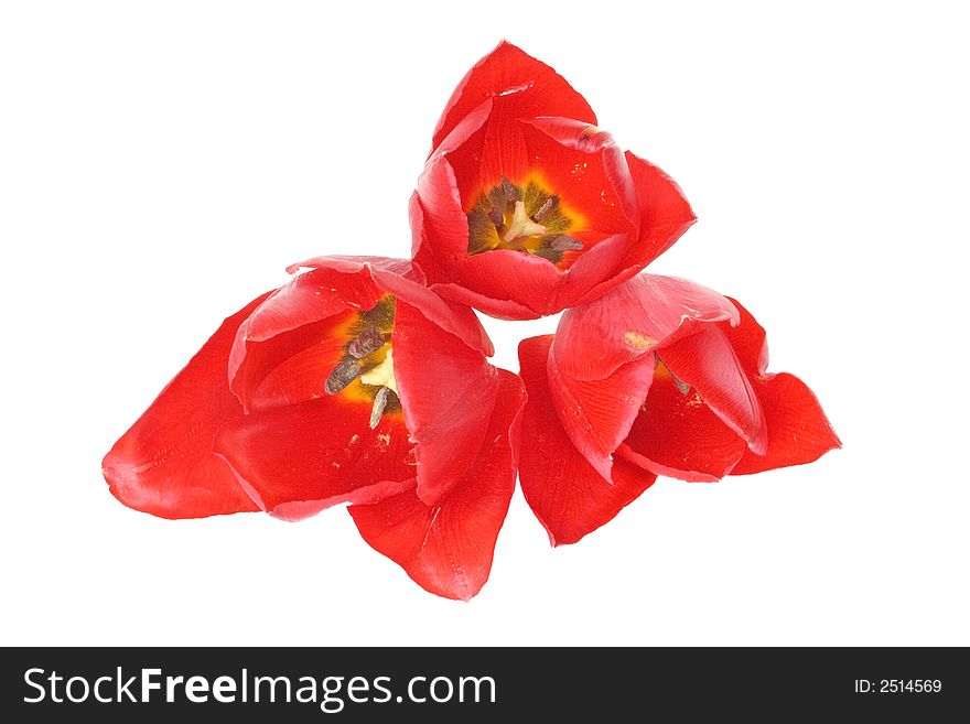 Three red tulips isolated on a white background