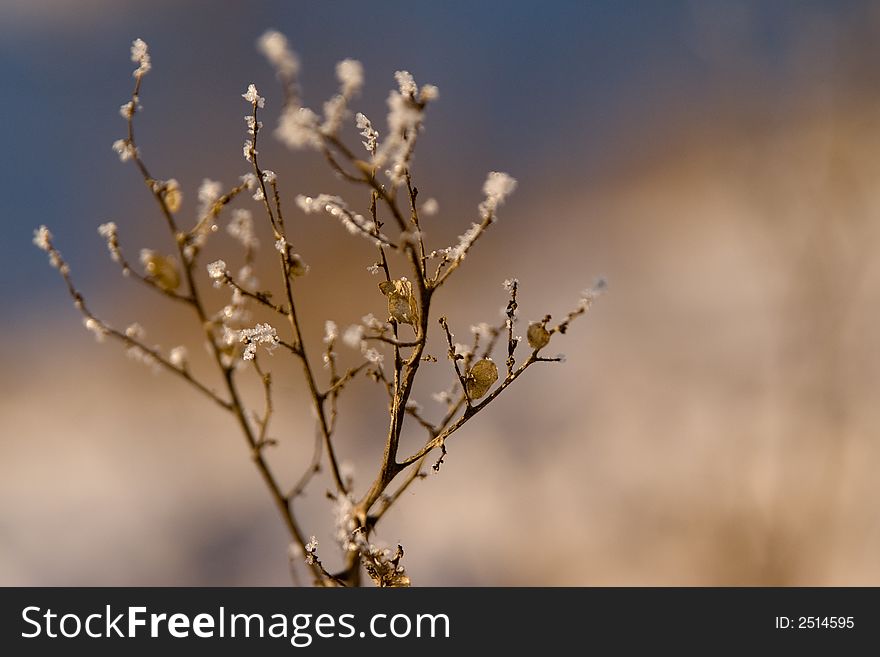 Closed-up frozen branch with small pieces of ice and old leaves. Closed-up frozen branch with small pieces of ice and old leaves.