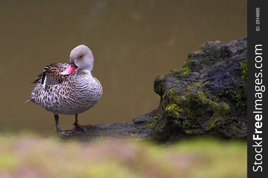 This beautiful hybrid duck was photographed at Slimbridge WWT. A wildlife wetland reserve in the UK. This beautiful hybrid duck was photographed at Slimbridge WWT. A wildlife wetland reserve in the UK.