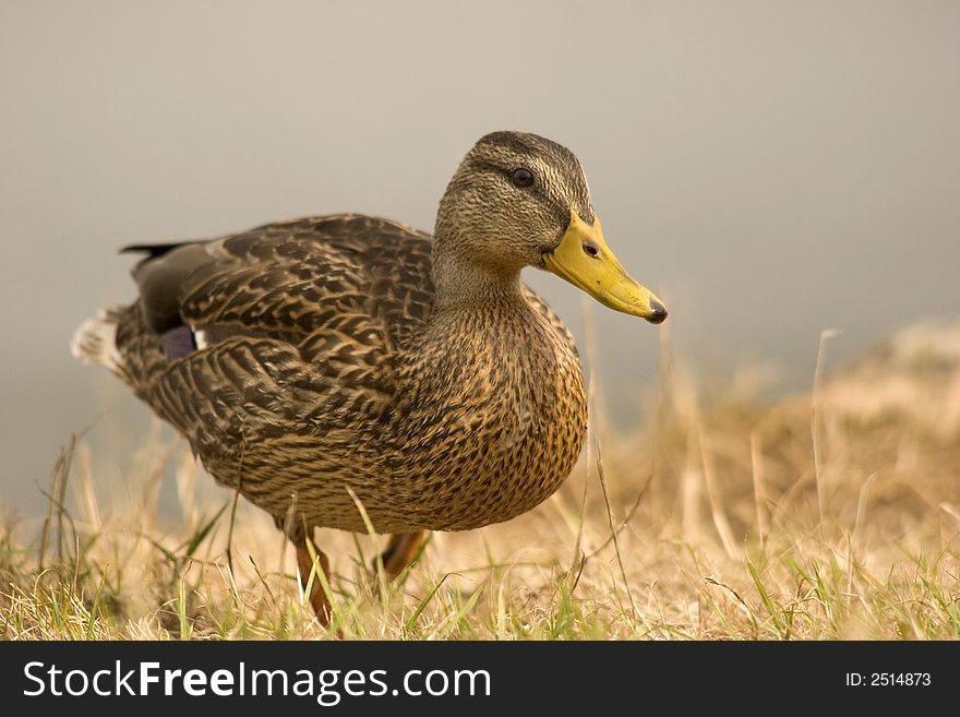 A close up portrait of a female Mallard. A close up portrait of a female Mallard.