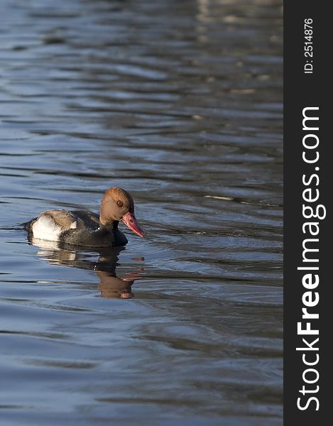 This rare UK visitor was captured on a lake in the West Country. This rare UK visitor was captured on a lake in the West Country.