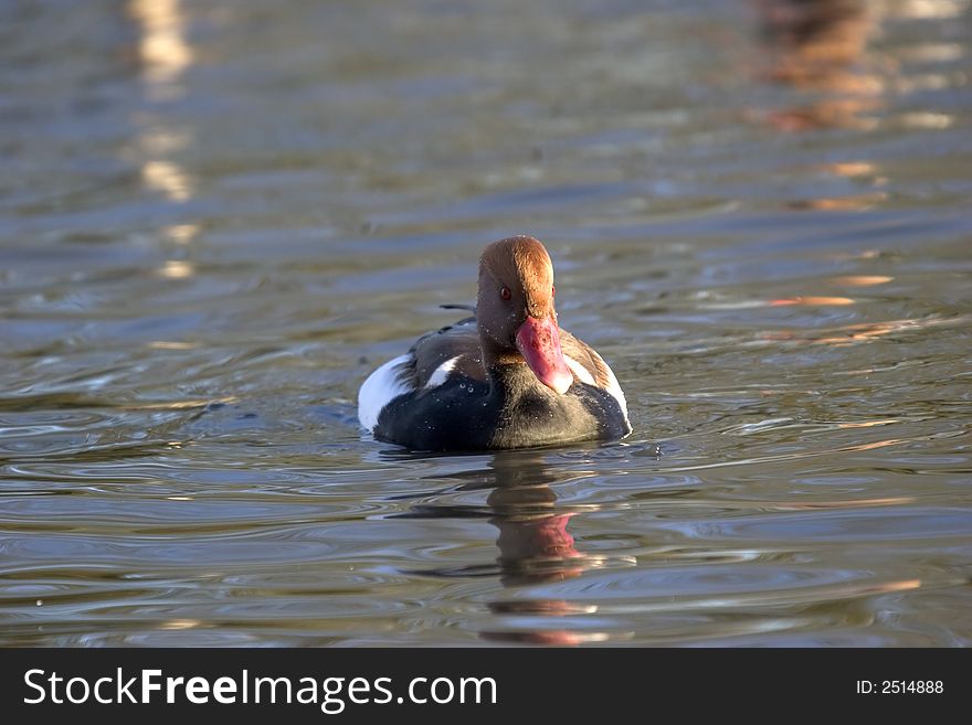 A rare visitor to the UK, the image was captured in the West Country in December. A rare visitor to the UK, the image was captured in the West Country in December.