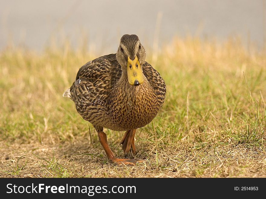 A female mallard waggles towards the camera. A female mallard waggles towards the camera.