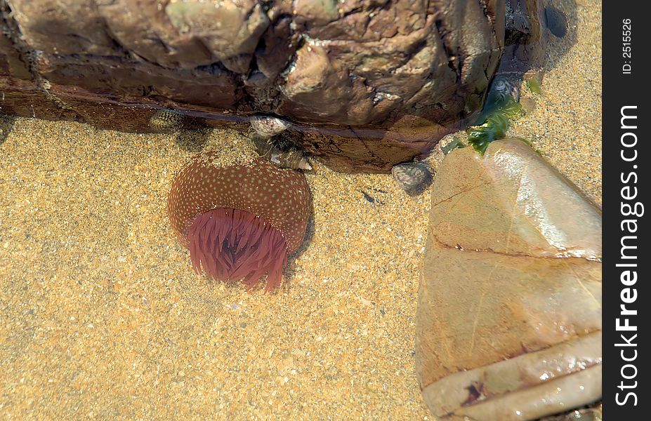 Red anemone in clear salt water in the atlantic by cornwall. Red anemone in clear salt water in the atlantic by cornwall
