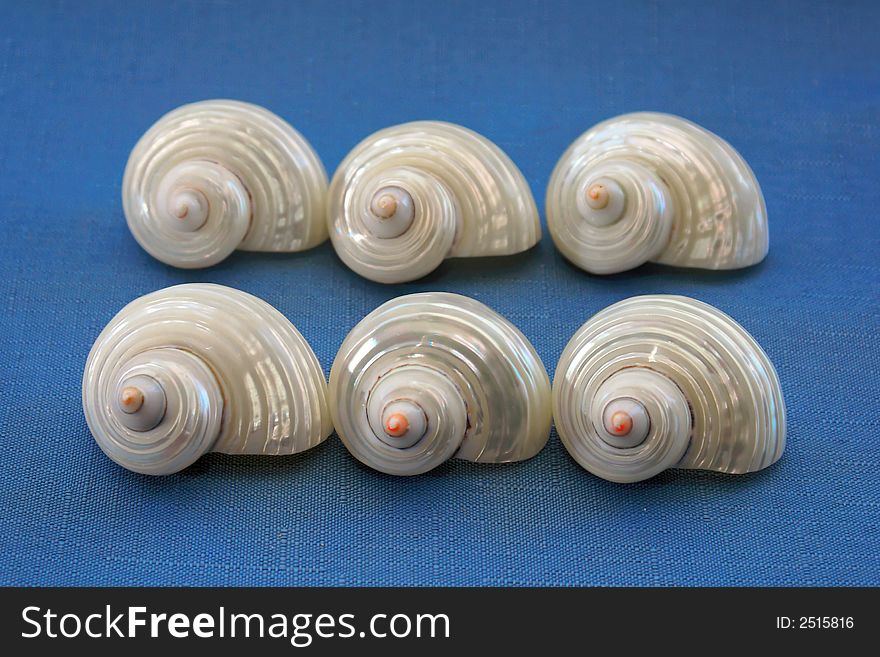Collection of six seashells in two rows on blue background. Collection of six seashells in two rows on blue background