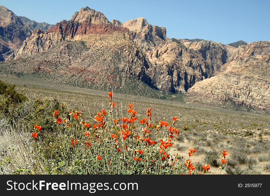 A group of orange and yellow sping flowers at red rock canyon in Nevada (focus on flowers). A group of orange and yellow sping flowers at red rock canyon in Nevada (focus on flowers)