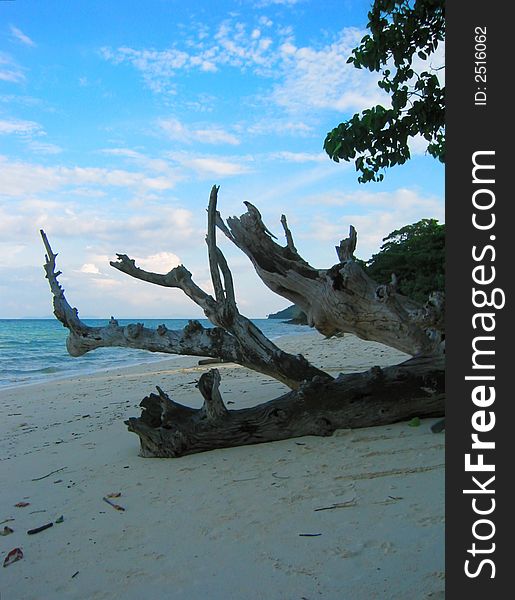 Deadwood at the beach in Laem Ton Sai, Koh Phi Phi Don, Thailand. The peaceful Indian ocean bathes the shore. Deadwood at the beach in Laem Ton Sai, Koh Phi Phi Don, Thailand. The peaceful Indian ocean bathes the shore.