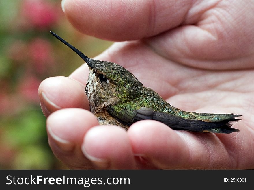 At a hummingbird monitoring station, a tiny female rufous hummingbird sits in the palm of a human hand. At a hummingbird monitoring station, a tiny female rufous hummingbird sits in the palm of a human hand.