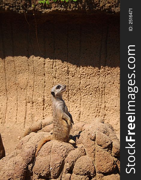 Meerkat in his natural environment looking up. Meerkat in his natural environment looking up.