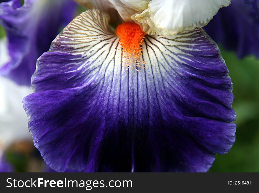 Pollen on a petal on an Iris. Pollen on a petal on an Iris