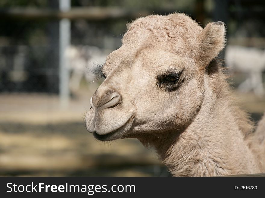 A close up of a camels head. A close up of a camels head