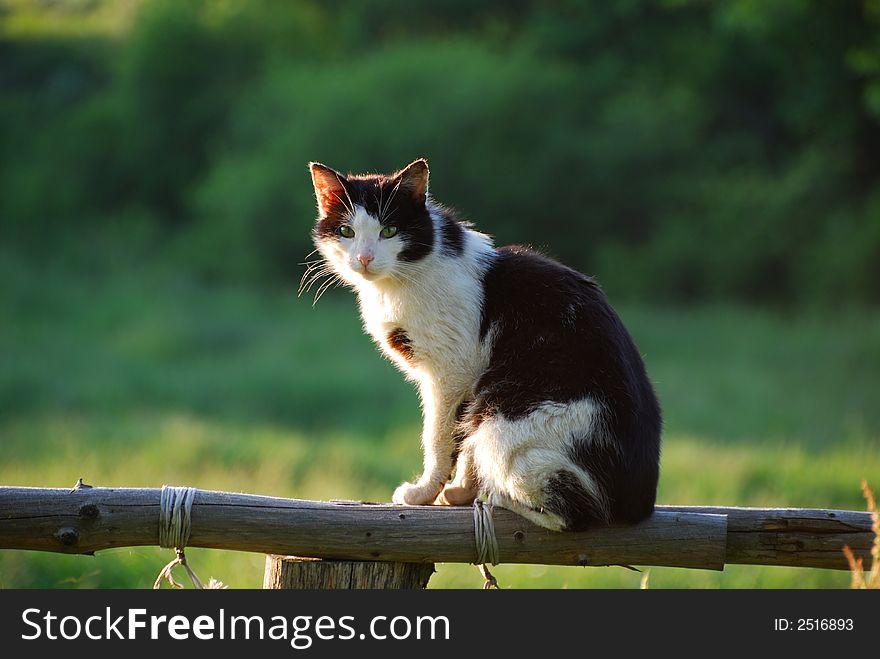 Rural cat sitting on fence