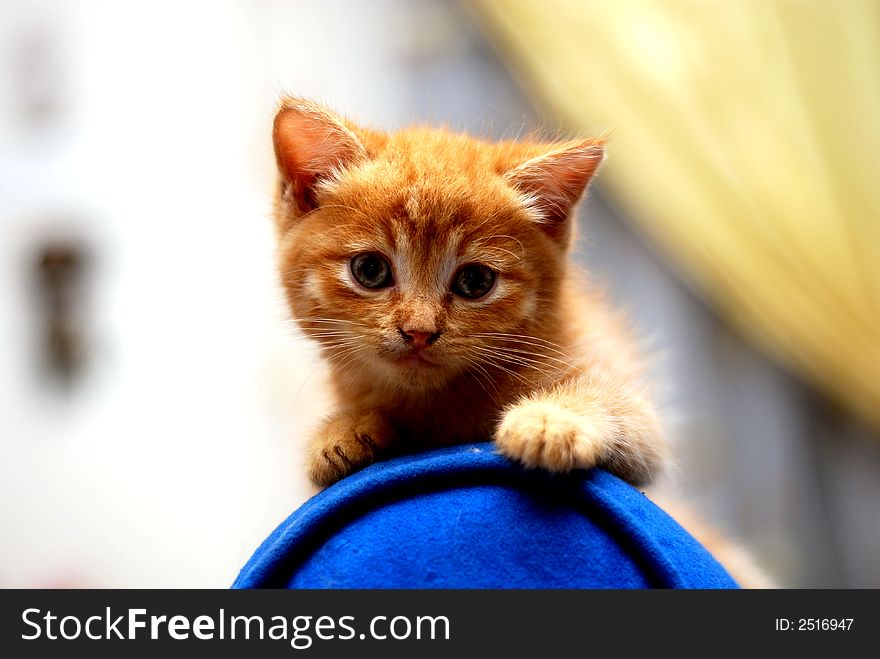 Cute kitten on the blue sofa bed