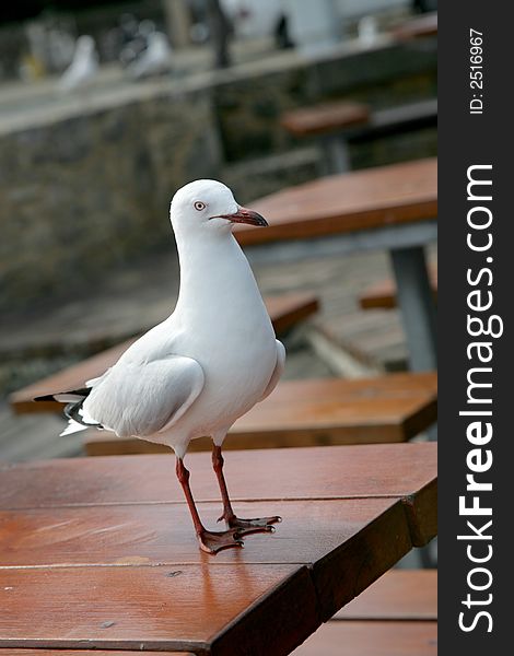 One seagull standing on a table