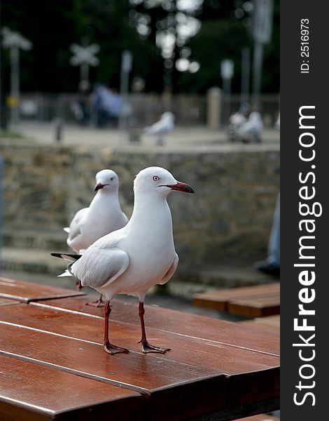 Two seagulls standing on a table. Two seagulls standing on a table