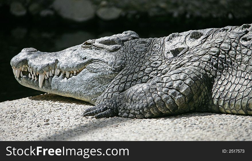 Profile portrait of nilotic crocodile. Profile portrait of nilotic crocodile