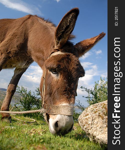 PORTUGUESE donkey at a farm