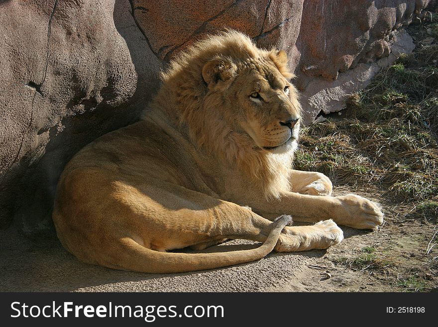 The African lion sits in the sunshine (Toronto zoo)