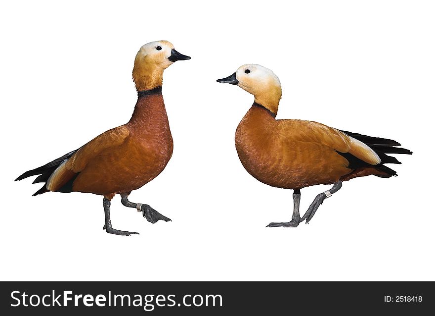 Pair Of Roody Shelduck Cutout