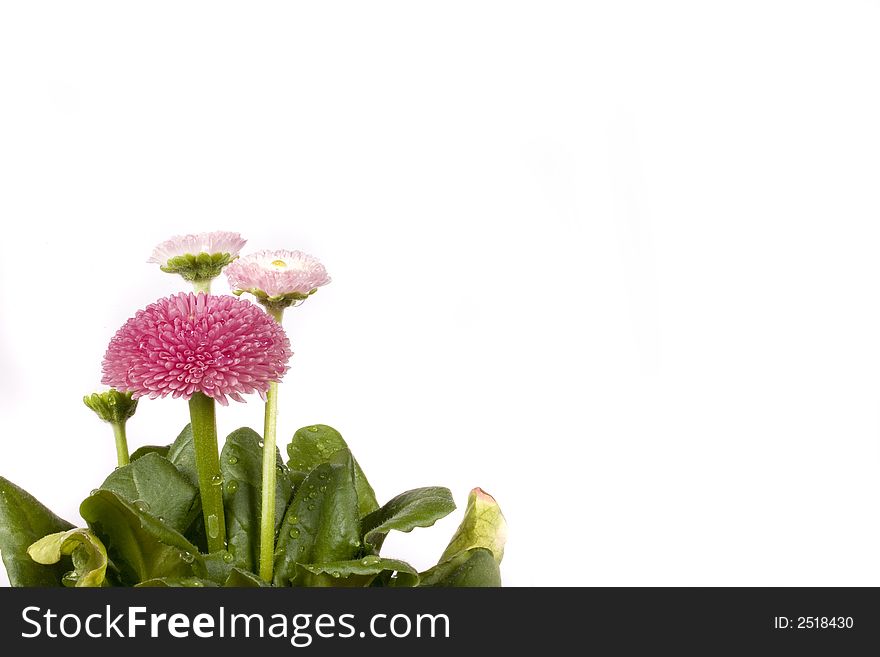 An isolated pink daisy covered in water drops