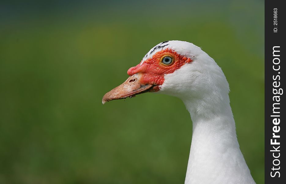 Photo of goose - icon farm bird