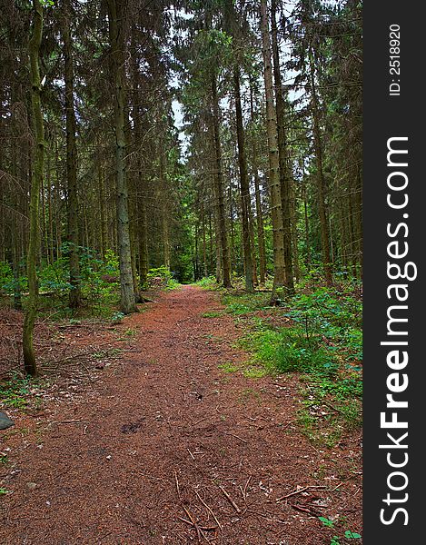A photo of a forest trail