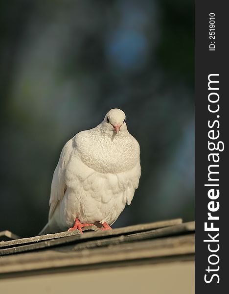 A photo of a pigeon late afternoon before sunset. A photo of a pigeon late afternoon before sunset