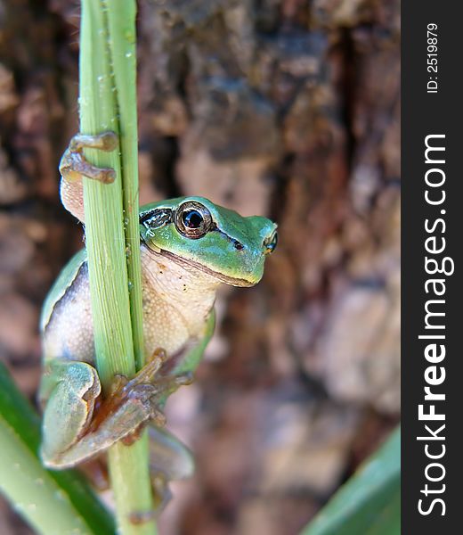 A tree frog on a reed