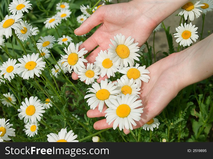 The female hands hold a white camomiles. The female hands hold a white camomiles