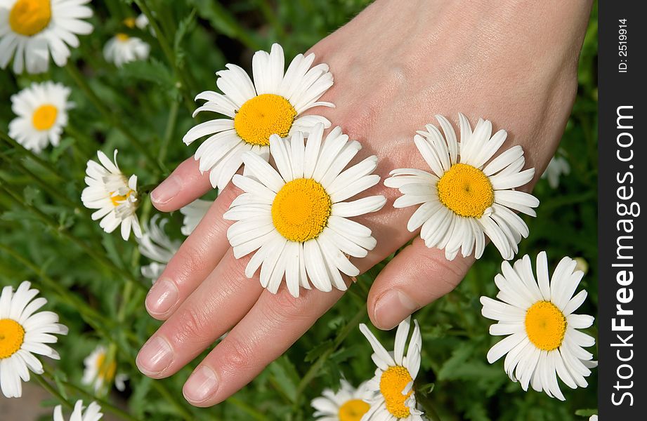 The female hand hold a white camomiles. The female hand hold a white camomiles