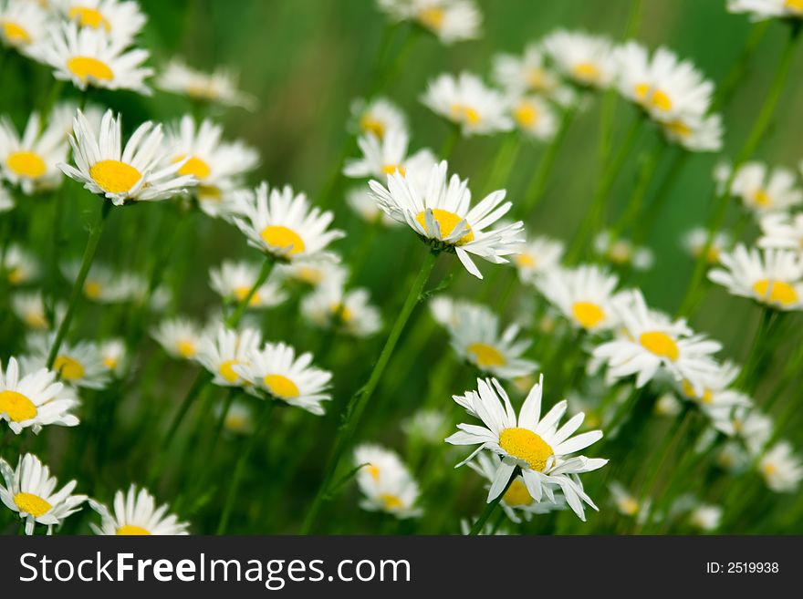 Blooming wild chamomile  flowers in the field. Blooming wild chamomile  flowers in the field