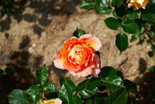 Beautiful Pink Rose Sunny  In Garden Stock Images