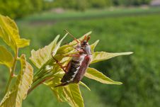 Chafer Royalty Free Stock Photography Chafer Royalty Free Stock Photography