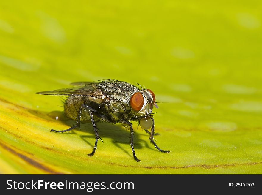 Housefly on a yellow leaf. Housefly on a yellow leaf