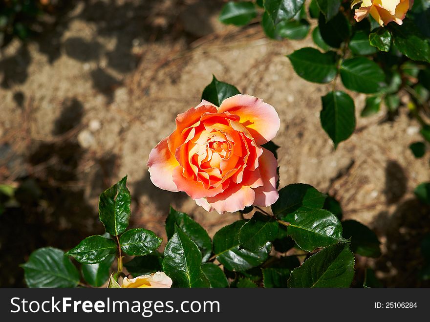 Beautiful Pink Rose Sunny  In Garden