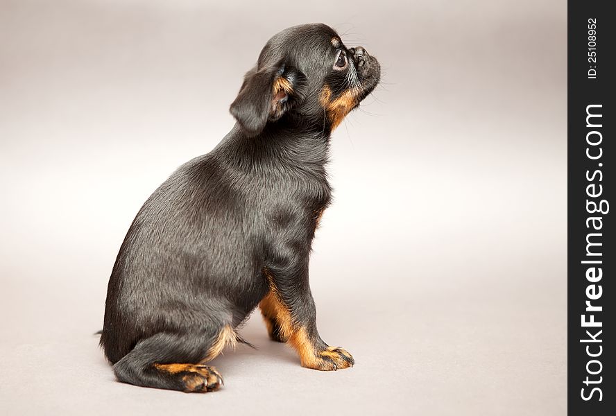 Little puppy of breed Griffon Brabanson, Side view