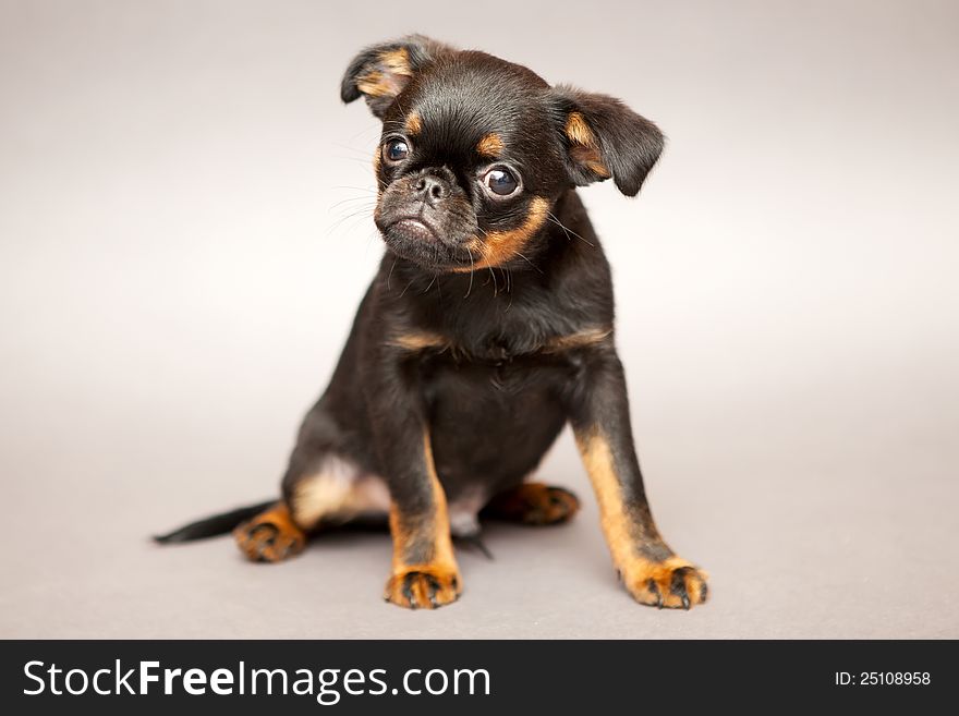 Little puppy of breed Griffon Brabanson