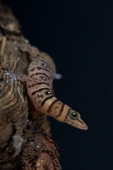 Dwarf Striped Gecko Stock Images Dwarf Striped Gecko Stock Images