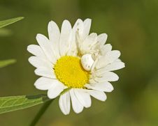 White Crab Spider In Flower Stock Image