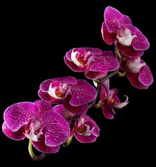 Pink & White Orchids On Black Background Stock Photo