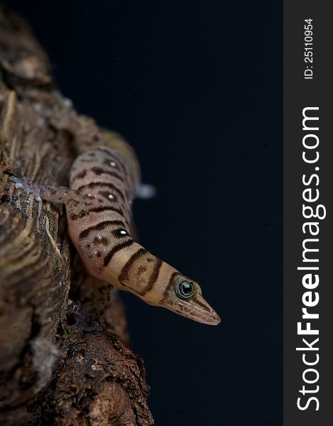 The dwarf striped gecko / Sphaerodactylus nigropunctatus