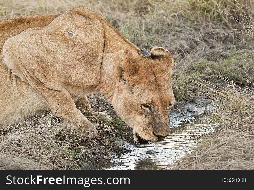 Lioness Drinking