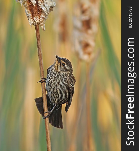 A female red-winged blackbird perched on a cattail.