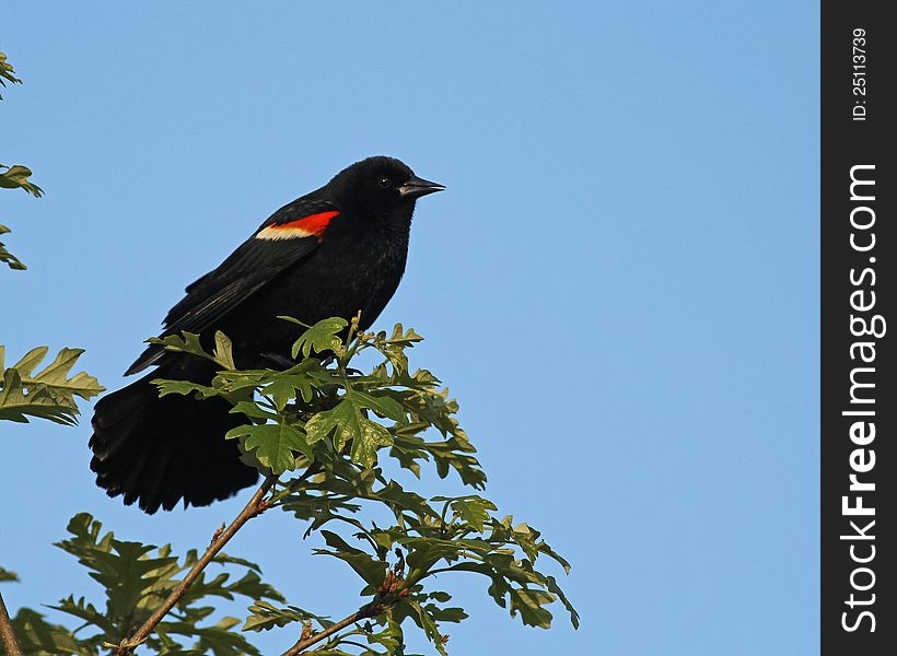 Male Red-winged Blackbird