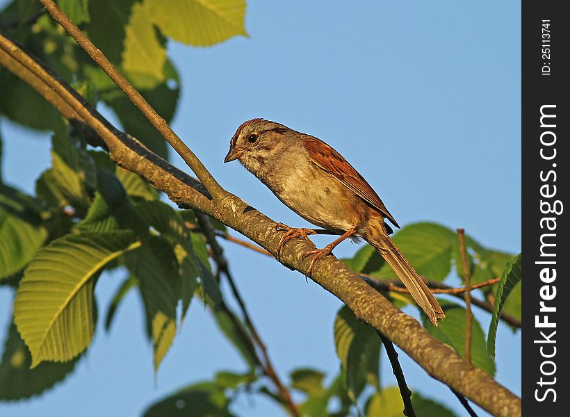 A male swamp sparrow perched on a branch in evening light.