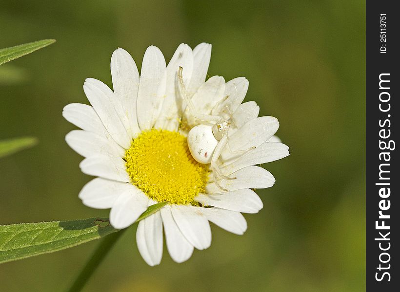 A beautiful and well-camouflaged crab spider in a small flower. A beautiful and well-camouflaged crab spider in a small flower.