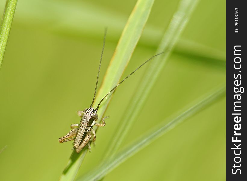 A young grasshopper on a blade of grass in a field.