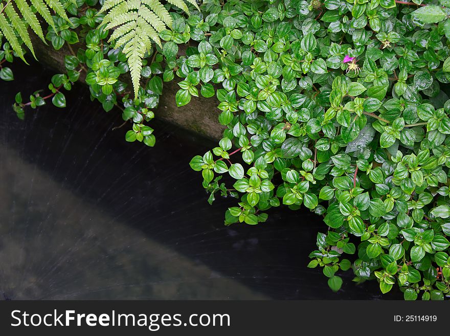 Watering plants with water in a garden ornamental. Watering plants with water in a garden ornamental.